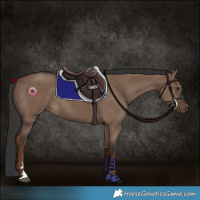 Horse Color:Liver Red Dun Rabicano 