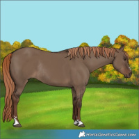 Horse Color:Liver Red Dun Rabicano 