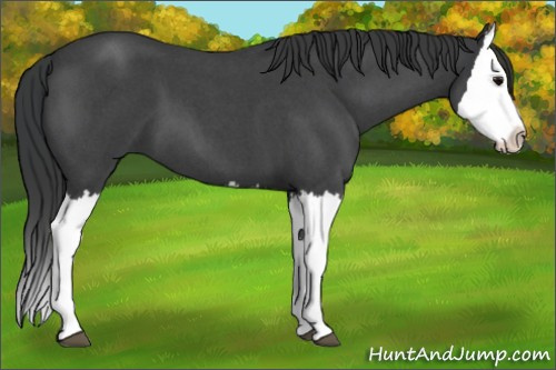 Horse Color:Unknown 