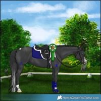 Horse Color:Black Splash Tobiano