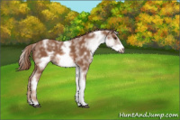 Horse Color:White Spotted Chestnut Sabino Frame