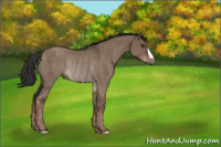 Horse Color:Liver Red Dun Rabicano 