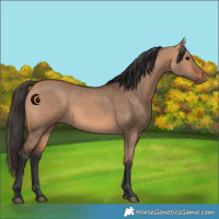 Horse Color:Bay Dun 