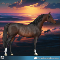 Horse Color:Brown Rabicano