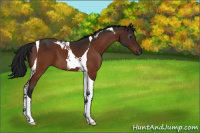 Horse Color:Gray Bay Tobiano 