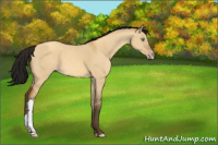 Horse Color:Gray Amber Champagne Dun 