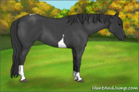 Horse Color:Blue Roan Tobiano 