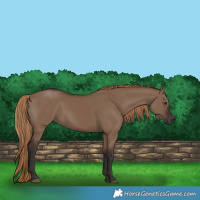 Horse Color:Liver Red Dun Rabicano 