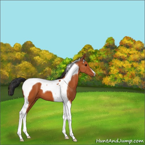 Horse Color:Bay Tobiano 