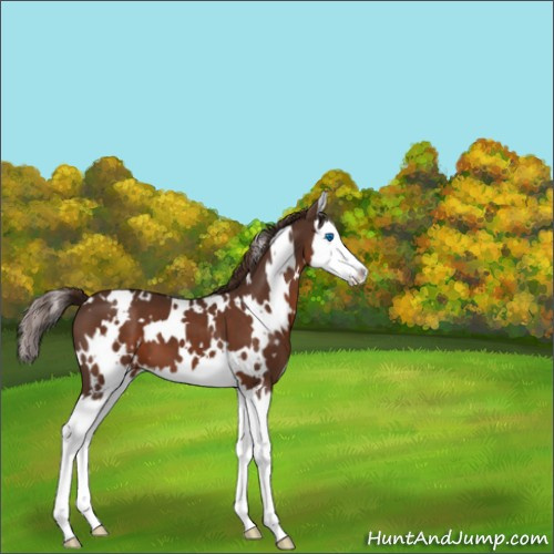 Horse Color:White Spotted Liver Chestnut Splash 