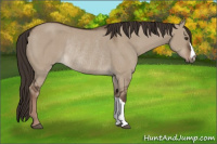 Horse Color:Liver Red Dun Rabicano 