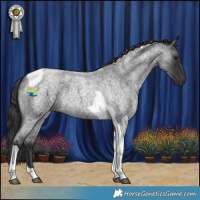 Horse Color:Blue Roan Tobiano 