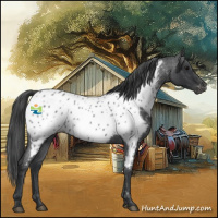 Horse Color:Blue Roan Appaloosa 