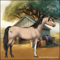 Horse Color:Bay Roan Dun 