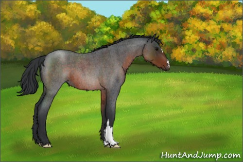 Horse Color:Brown Roan 