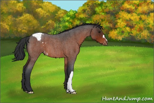 Horse Color:Brown Roan Appaloosa 