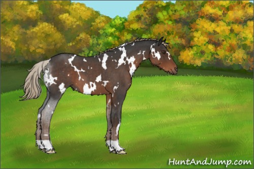 Horse Color:White Spotted Liver Red Roan 