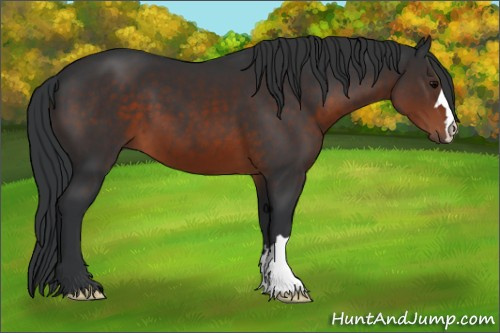 Horse Color:Brown 