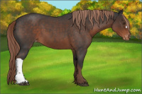 Horse Color:Liver Red Roan Appaloosa 