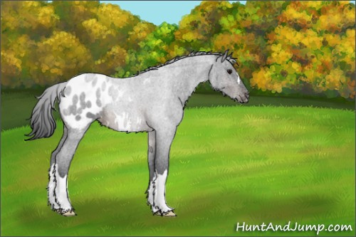 Horse Color:Brown Roan Appaloosa 