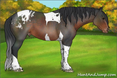 Horse Color:Brown Roan Tobiano Appaloosa 