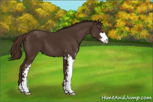 Horse Color:Liver Chestnut Sabino 