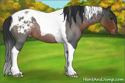 Horse Color:Brown Roan Tobiano Appaloosa Rabicano 