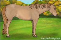 Horse Color:Red Roan 