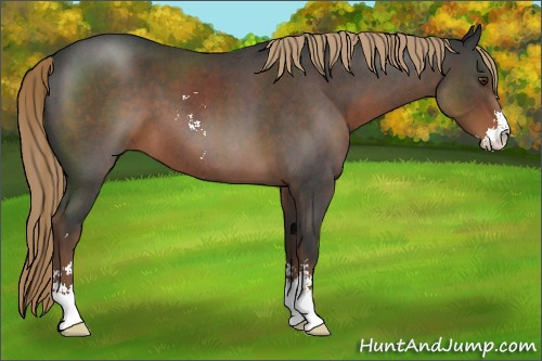 Horse Color:Liver Red Roan Sabino 