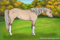 Horse Color:Silver Bay Dun 