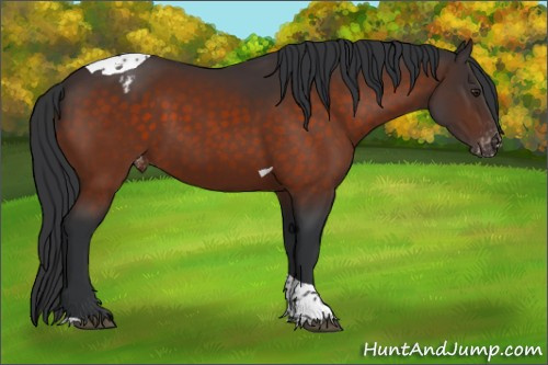 Horse Color:Brown Tobiano Appaloosa 