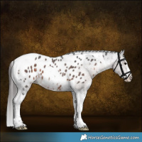 Horse Color:Brown Sabino Tobiano Appaloosa 