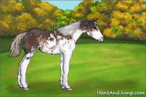 Horse Color:Liver Chestnut Sabino 