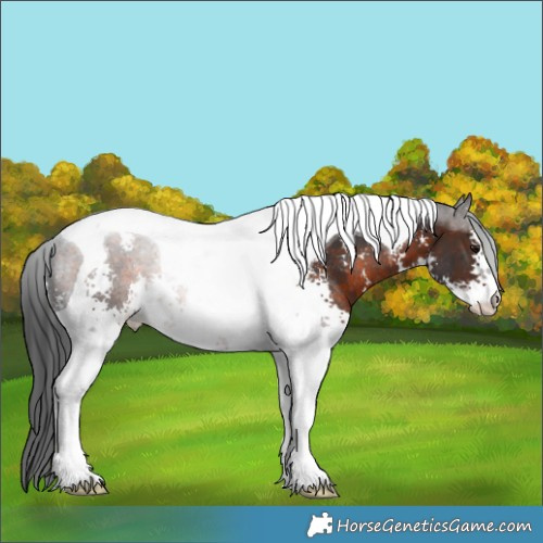 Horse Color:Brown Sabino Tobiano Rabicano 