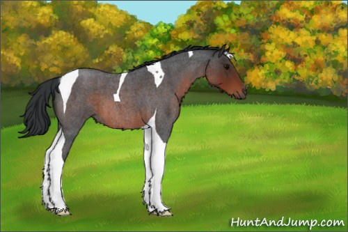 Horse Color:Brown Roan Tobiano 