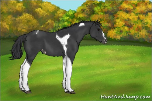 Horse Color:Black Sabino Tobiano Appaloosa 