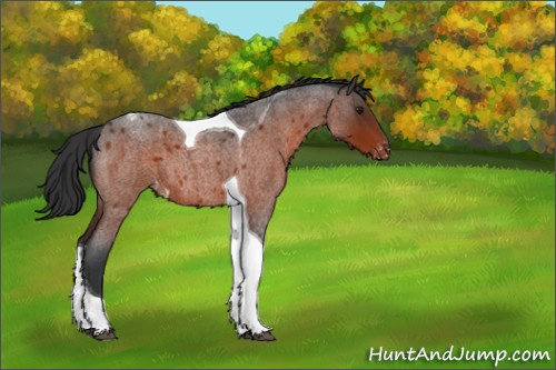 Horse Color:Brown Roan Tobiano Appaloosa 