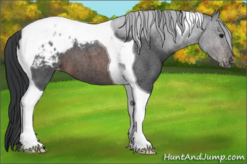 Horse Color:Brown Roan Tobiano Appaloosa 