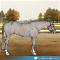 Horse Color:Liver Red Dun Mushroom Appaloosa