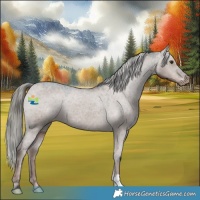 Horse Color:Liver Red Dun Mushroom Appaloosa 