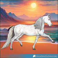 Horse Color:Palomino Roan Appaloosa 