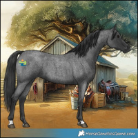 Horse Color:Blue Roan 