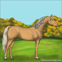 Horse Color:Palomino 
