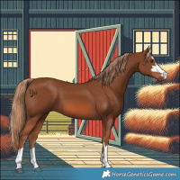 Horse Color:Chestnut 