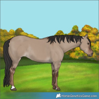 Horse Color:Unknown 