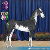 Horse Color:White Spotted Black