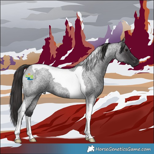 Horse Color:Smoky Blue Roan Tobiano 