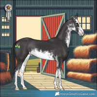 Horse Color:White Spotted Smoky Black