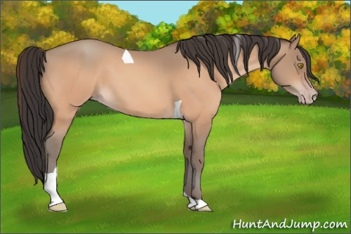 Horse Color:Amber Champagne Tobiano 