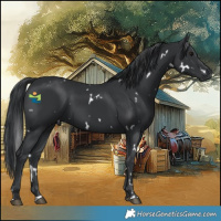 Horse Color:White Spotted Black